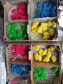 Ayam Warna