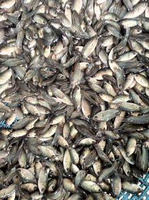 ikan