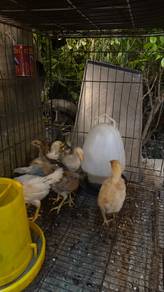 Ayam Kampung