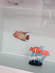 flowerhorn kamfa