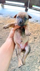 Puppies