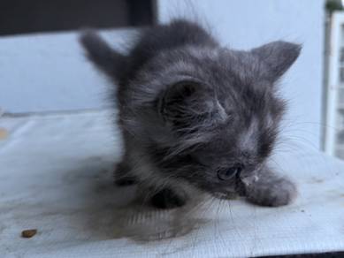 Re-home Cat