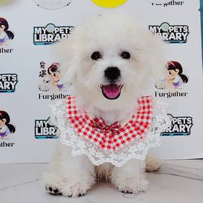 Bichon Frise
