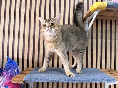 BSH Golden NY25