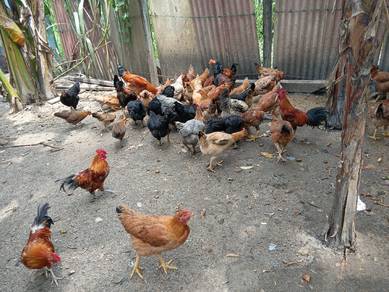 Ayam Kampung Kacuk
