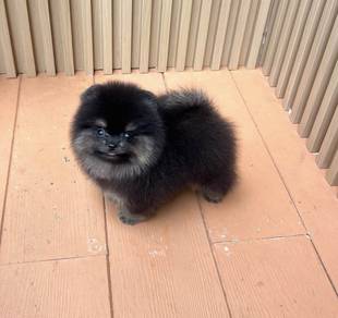 POMERANIAN PUPPIES A265 🌻 Sort of shine Girl