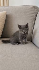 British Shorthair Female Kitten PROMO