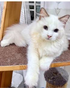 Rare Van High White Ragdoll 