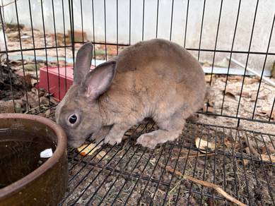 Grey Rabbit