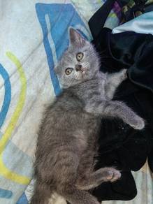 pure baby bsh