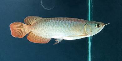 SuperRed Arowana 