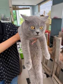 Bsh