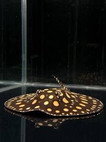 Black Diamond SP.(Stingray)