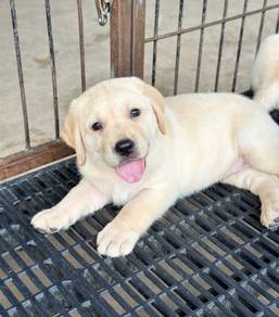 LABRADOR RETRIEVER PUPPIES G72 Good structure