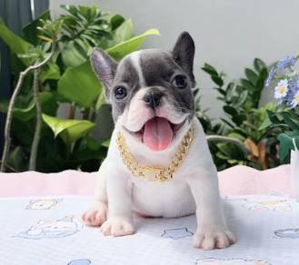 FRENCH BULLDOG PUPPIES 🌻VIP91 Boy ~ Girl