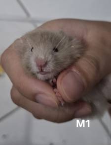Hamster Big Bone