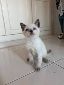 bsh colour point mata buta sebelah