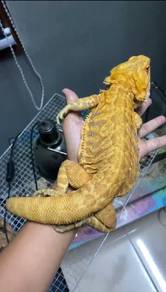 Bearded Dragon 