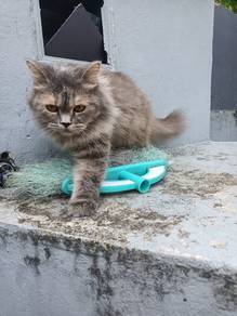 persian cat