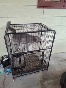 BSH Female