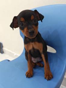 Premium Quality Black & Tan Miniature Pinscher