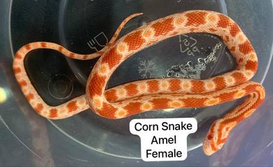 Corn Snake Amel Untuk Dijual !!