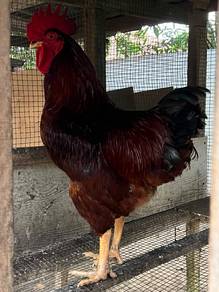 ayam penelur