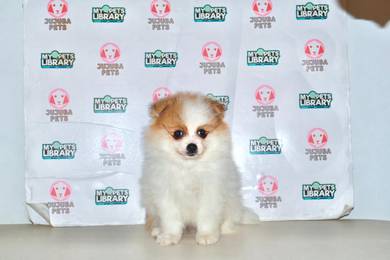 x13 Happy Pomeranian Puppy