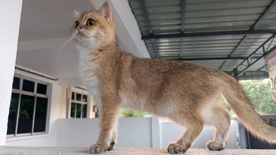 BSH Golden