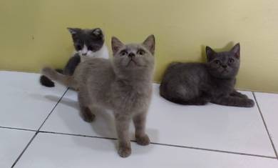 British Shorthair Kitten