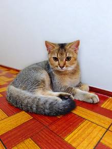 Kitten Bsh