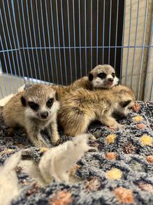 meerkat raccoon ferret jinak comel manja