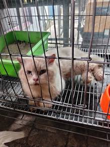Persian mix BSH