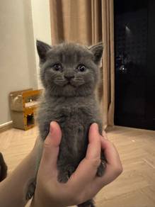 Bsh Kitten For Rehome