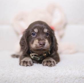 MINIATURE DACHSHUND Puppies VIP85🐻Chocolate Cream