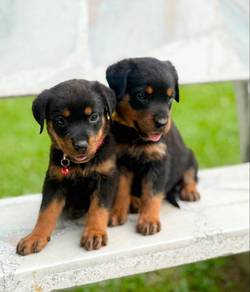 Rottweiler puppies for sale