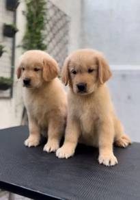 golden retriever 