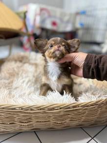 Chihuahua Puppies Available – JB & KL