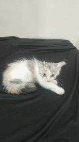 Munchkin non std