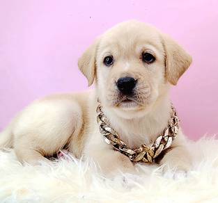 Labrador