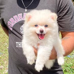 Promotion Pomeranian 