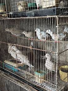 Burung Terkukur Jawa