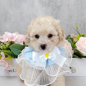 Toy Poodle