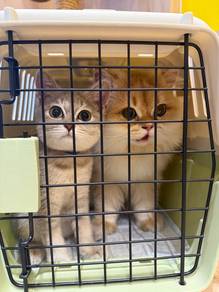 Bsh