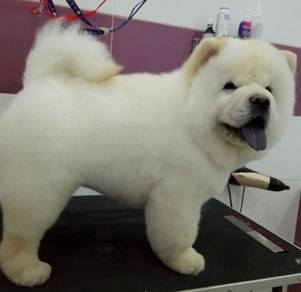SSRP-1155 Chow Chow beautiful soft haired puppies