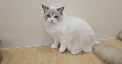 ragdoll