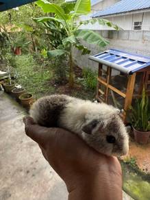 Tikus Belanda / Guinea Pig