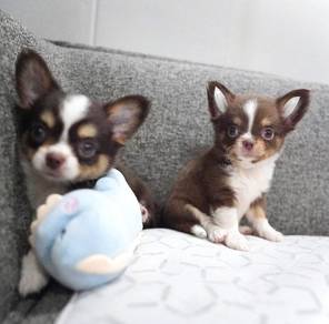 CHIHUAHUA PUPPIES VIP102 🌷Head Apple Cute Dog