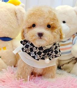 Poodle