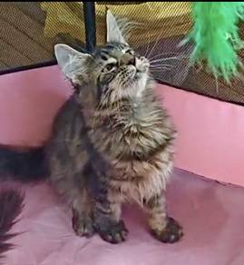 Mainecoon pure white female